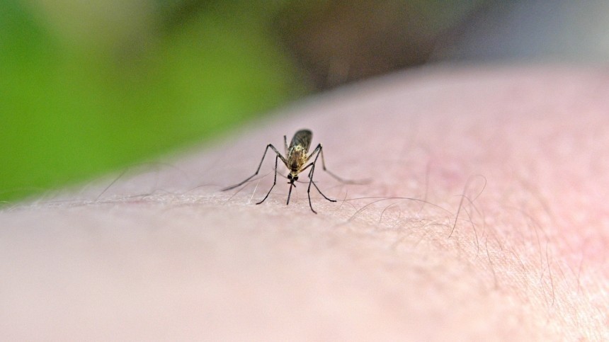 Можно ли умереть от укуса комара?