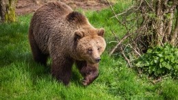 Голодные медведи вломились в подсобку вахтовиков на Сахалине и съели все консервы