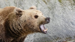 В Ноябрьске медведь загрыз приручившего его человека