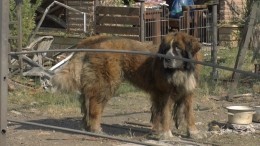 В Ясиноватой спасли пса, едва не сгоревшего заживо из-за обстрела ВСУ