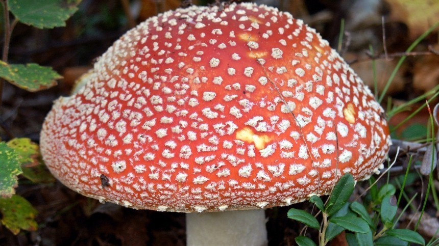 Биологи предупредили о «нашествии» ядовитых грибов в Подмосковье