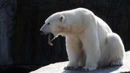 Съедобная ловушка: ветеринары вылетели в Красноярский край для спасения белого медведя