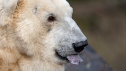Крайние меры: сможет ли застрявший в банке со сгущенкой медведь жить без языка