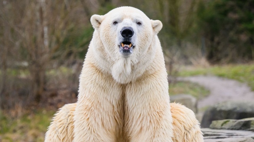 В Красноярском крае спасли застрявшего в банке белого медведя
