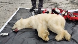 «Дмитрий вытащил!» — видео спасения медведицы с консервной банкой в пасти