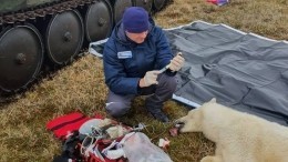 Медведь спасен: как зверя-сладкоежку избавили от банки сгущенки — фото и видео