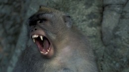 Детский омбудсмен рассказала о состоянии покусаной обезьяной девочки из Подмосковья