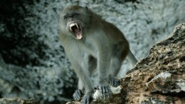 Не только оспа: чем опасны для людей укусы диких обезьян