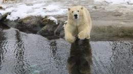 Спасали всей Россией: освобожденную от банки медведицу Монеточку отпустили на волю
