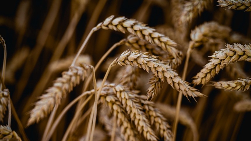 Россия, Турция, Украина и ООН подписали соглашение по экспорту зерна