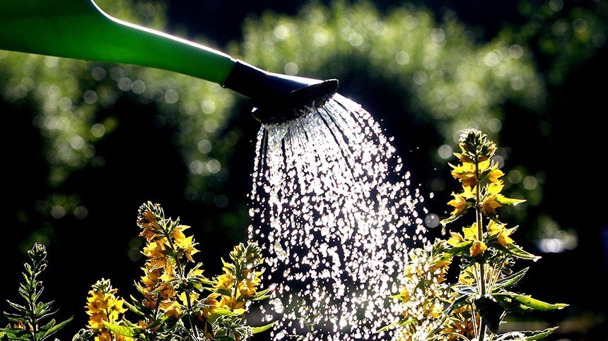Как правильно поливать растения летом на даче