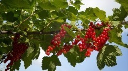 ТОП-8 лучших плодово-ягодных кустарников для дачи