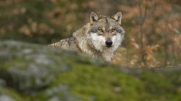 Волк напал на троих детей в Дагестане, один мальчик погиб
