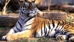 Жизнь после славы: как продлевают жизнь тиграм в хосписе Ленобласти