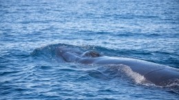Опубликовано видео с запутавшимся в неводе краснокнижным китом в Охотском море