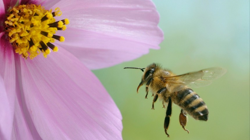 Укус пчелы привел мужчину в реанимацию и спас от смерти