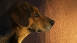 Бродячий пес спас велосипедиста от нападения озверевшей стаи в Кабардино-Балкарии