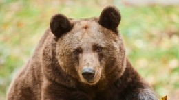 Живодеры в Ханты-Мансийском округе расстреляли медвежонка
