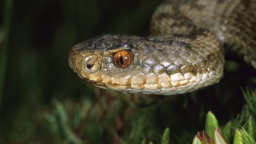 Герпетолог объяснил, что делать при укусе змеи