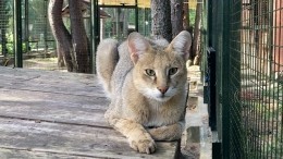Камышовая кошка стала новым обитателем филиала Московского зоопарка