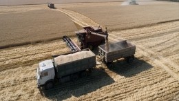В Минсельхозе допустили снижение планов по экспорту зерна на мировые рынки