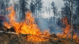 Более 50 тысяч гектаров тайги полыхает в Якутии