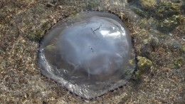 Нашествие тысяч медуз засняли на побережье Азовского моря