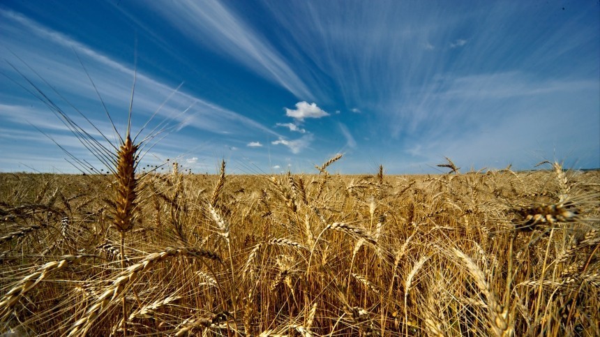 Польша скупает зерно с Украины и гробит местные предприятия