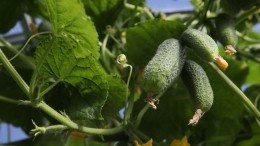 Авдотья Малиновка: почему до 17 августа важно успеть собрать урожай малины и огурцов