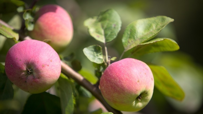Яблочный Спас 2022: смысл, традиции и приметы праздника