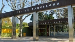 Животных в зоопарке Барселоны спасают от жары мороженым