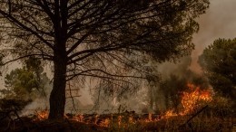 Кадры на миллион: испанец заснял, как огонь от лесного пожара принял форму дракона