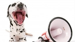 Право на голос: владельцев собак предложили штрафовать за громкий лай днем и ночью