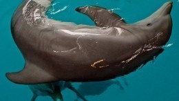 Окровавленного дельфина заставили развлекать публику в Приморье