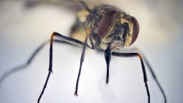 Считавшиеся вымершими 150 лет назад мухи-стервятники вернулись: дурной знак?