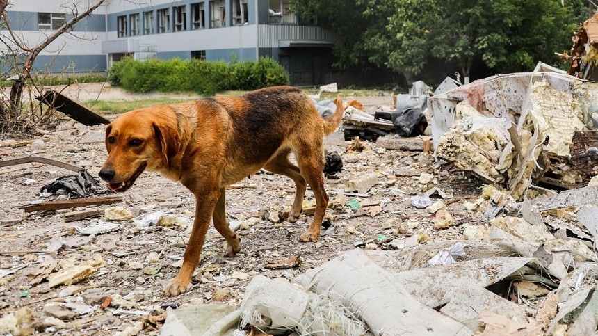Бездомная собака закрыла собой от гранатомета военного из ДНР