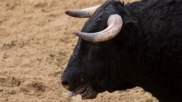 Некредитная история: разъяренный бык ворвался в отделение банка в Израиле