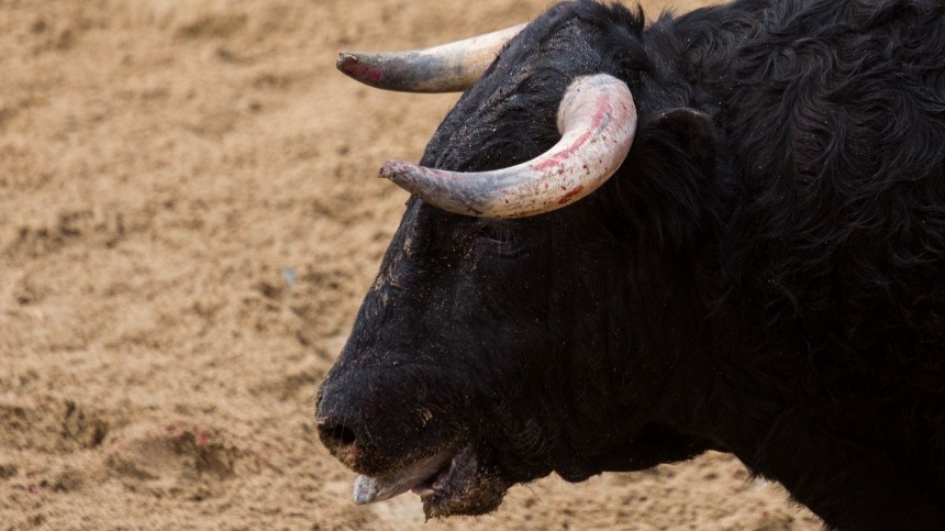 Не кредитная история: разъяренный бык ворвался в отделение банка в Израиле