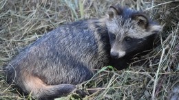 «Не шевелился и не издавал звуков»: редкого зверя из Японии спасли в Новосибирске