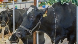 Молоко на мясо: во Франции из-за засухи забивают коров