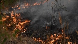 Разгорелось с новой силой: борьба с лесными пожарами активизировалась под Рязанью