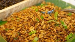 Черви и жуки вместо мяса: почему человечество будет вынуждено есть насекомых