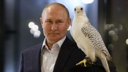 «Понравился»: камчатский сокол отказался улетать от Владимира Путина