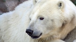 Полсотни дыр от картечи и паралич диагностировали в Москве у спасенного медведя