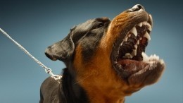 Собачье дело: за выгул пса опасной породы без намордника будут штрафовать