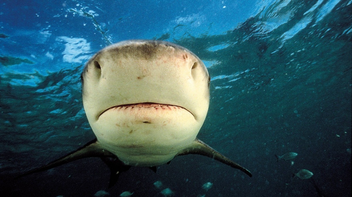 Акула-бык, тупорылая акула, фото - Животные Арктики и Антарктики.