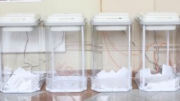 Оппозиция потеряет козырь: названы плюсы электронного голосования на выборах