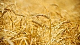 Много есть вредно: почему зерно не доходит до голодающей Африки