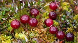 Куприянов день: почему 13 сентября нужно собирать ягоду-журавлинку