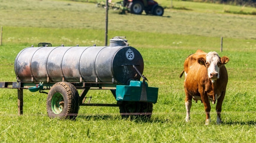 Молоко будет полезнее: в России хотят вывести стада «гипоаллергенных» коров